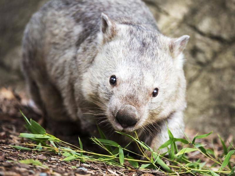 WILDLIFE MATTERS: Wildlife carer speaks out about concerns after a woman was attacked by a wombat. The wombat in this picture is not related to the incident below. Photo: FILES. 