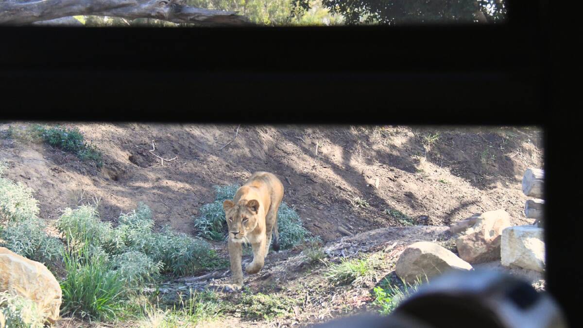 A lion approaches the patrol tour at Taronga Western Plains Zoo. 