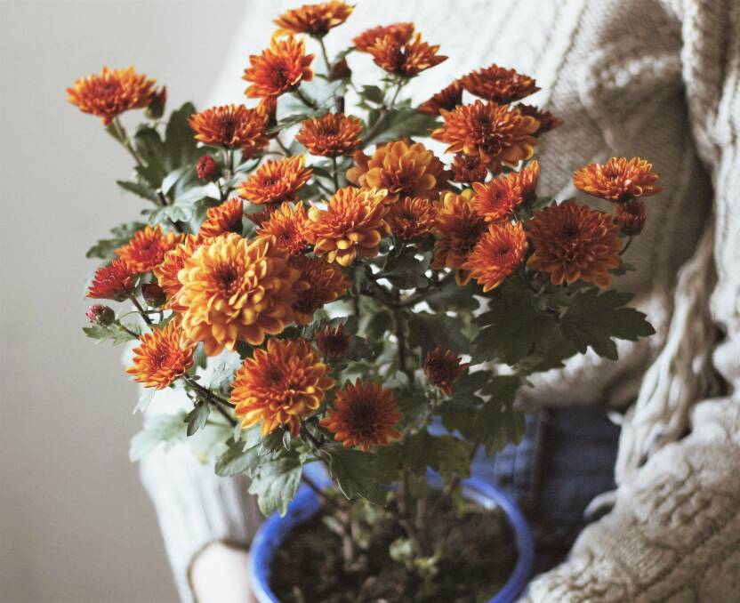 These potted Chrysanthemums in a rich autumn tones will make a great Mother's Day gift that can be planted in the garden when it has finished flowering.