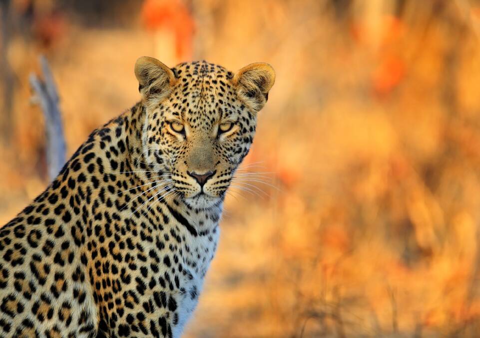 SPOT THE WILDLIFE: The Leopard is one of Africa's "big five" along with lions, leopards, elephants, rhinos and buffaloes found in Zimbabwe's Hwange National Park.