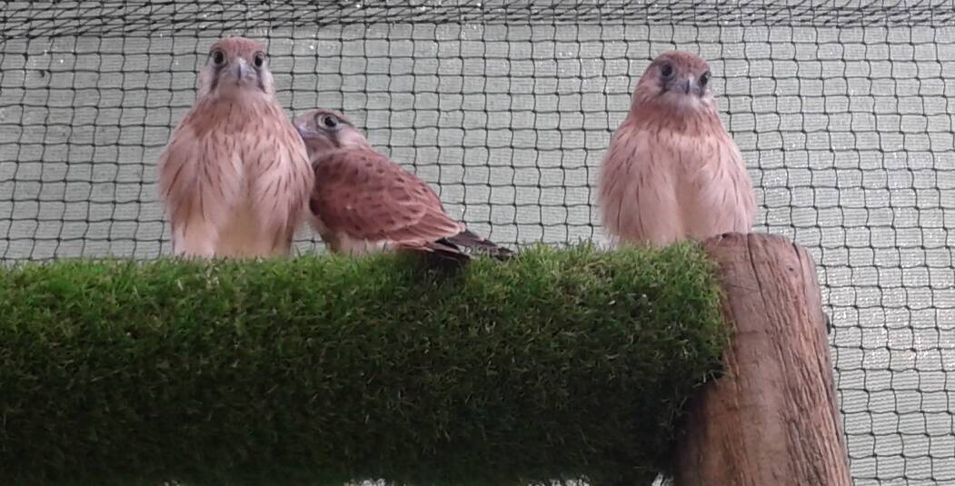 Kestrel birds. Photo: FILE
