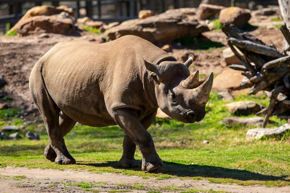 Bakhita the black rhino at Taronga Western Plains Zoo, Dubbo. Photo: Rick Stevens