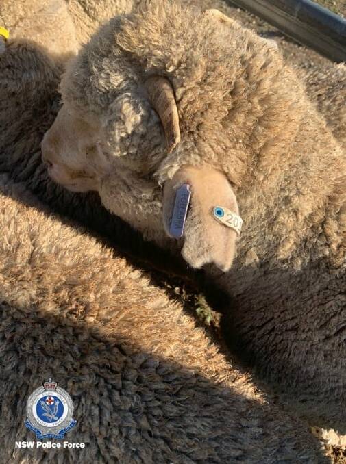 The stolen sheep have tags similar to the sheep pictured. Photo: NSW POLICE