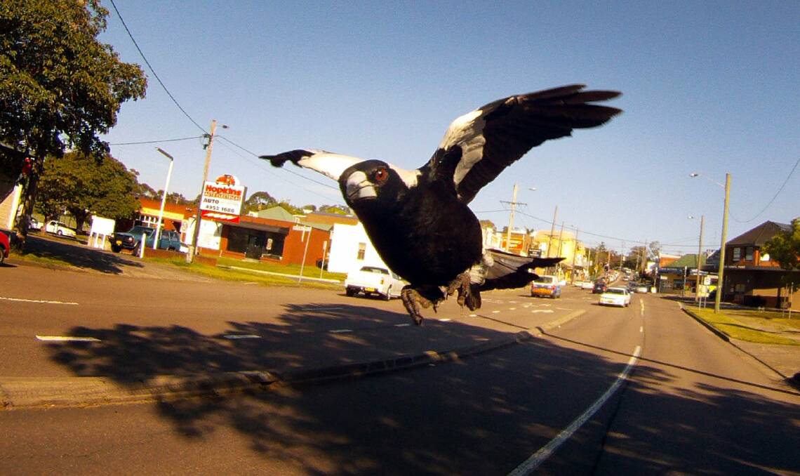 A WIRES spokesperson said if a magpie does get you in its sights, the best thing to do is to stay calm. Photo: NEWCASTLE HERALD