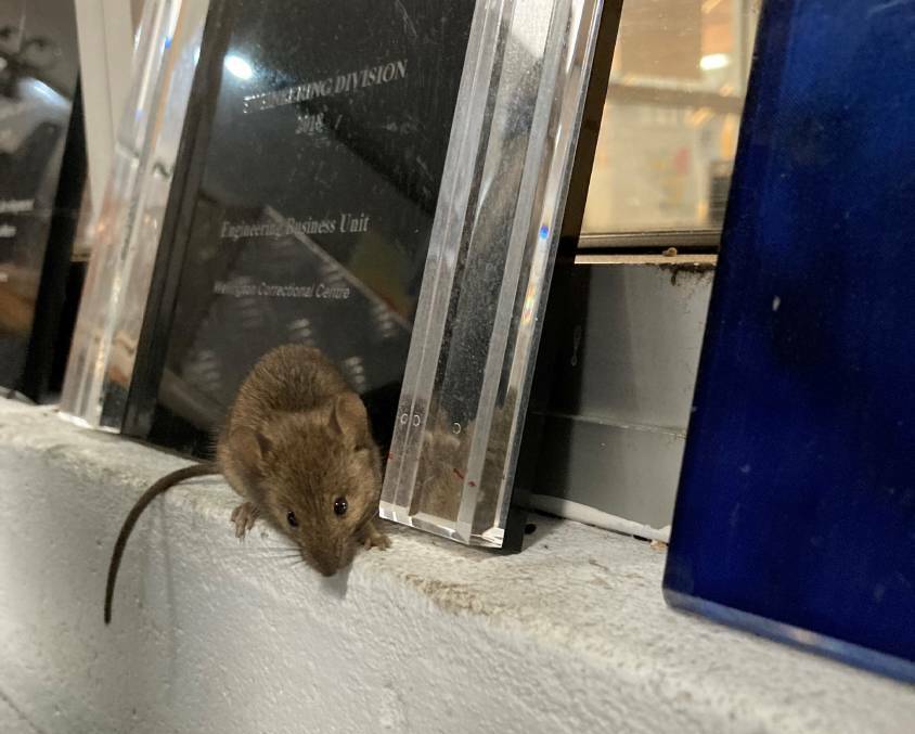 One of the mice captured at Wellington Correctional Centre. Photo: CONTRIBUTED