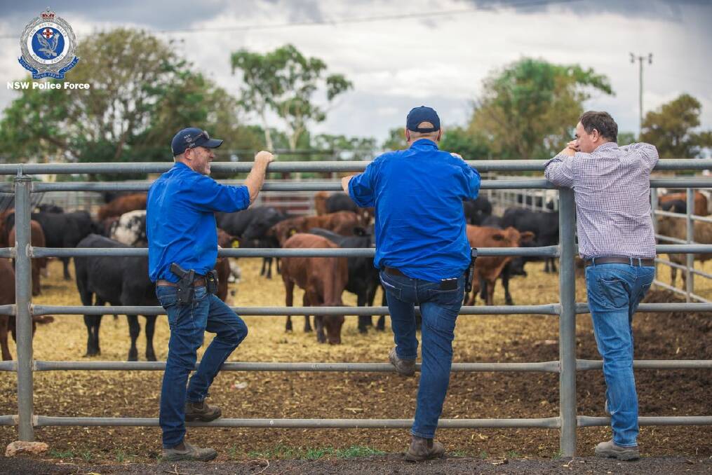 Rural Crime Investigators (RCI) from Dubbo are investigating after a landholder reported nine Angus cattle missing from his property on the Dandaloo Road at Trangie. Photo: NSW POLICE