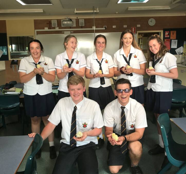 Care and attention: Macquarie Anglican Grammar School agricultural students will care for baby chicks as part of Sydney Royal Easter Show.