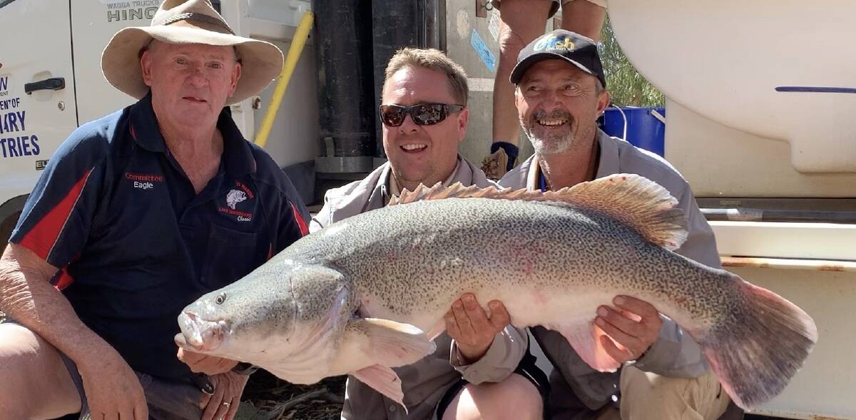 WHAT A WHOPPER: Mick O'Neill, Matt Hansen and David Harris with one of the big fish they helped save. PHOTO: SUPPLIED.
