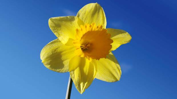Mavis’ heartbreaking personal reason for raising money on Daffodil Day