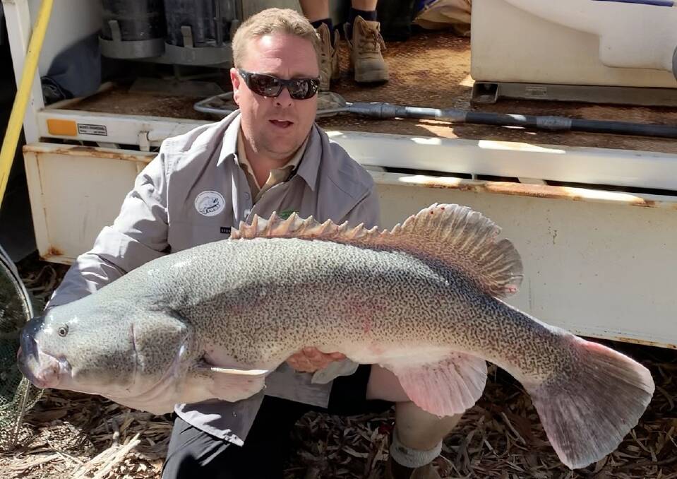 Saving Whoppers: Matt Hansen with one of the monster fish he helped save at the Macquarie River. PHOTO: SUPPLIED.