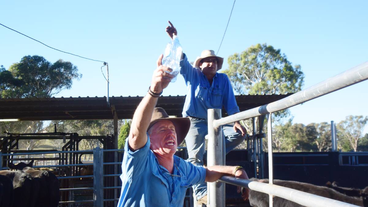Victor Moar and Luke Heagney in full flight during the autumn weaner sales at Armidale.