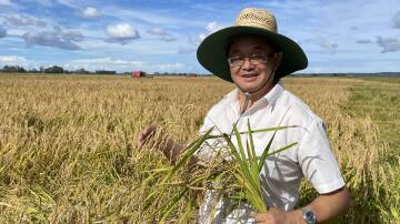 First generation farmer Bill Zhang with blast-resistant Tachiminori rice being harvested at on flood plain country at Swan Bay via Woodburn.