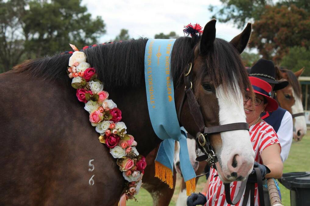Majestic: See these gentle giants go through their paces at the NSW Commonwealth Clydesdale Horse Society show. Photo: CAROLYN AND VANESSA VAN DER MAST

