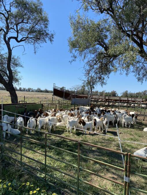 The Gourmet Goat Lady runs 1000 breeding does across two farms in Collie, NSW. Picture supplied