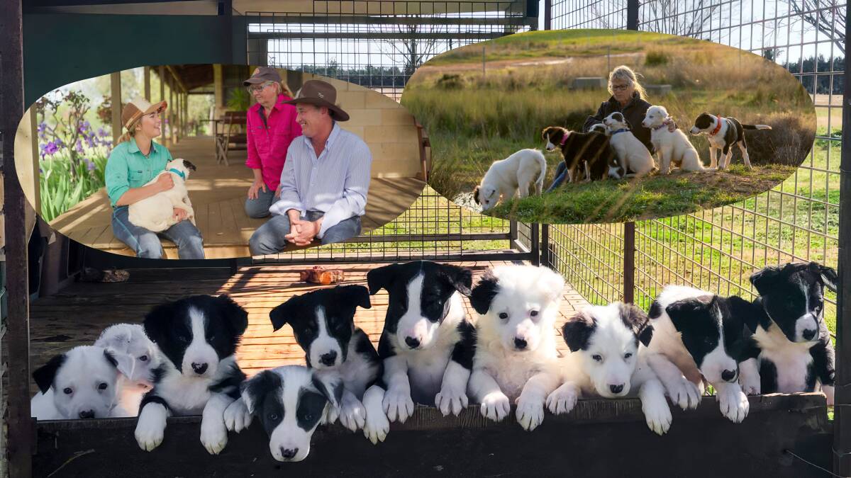 Carolyn Hudson's puppies with (top left) Grazier and Muster Dogs competitor Lily Davies-Etheridge from Wilcannia with her dog Snow, with Mick and Carolyn Hudson, and (top right) Carolyn Hudson with her puppies. Pictures supplied/ABC TV
