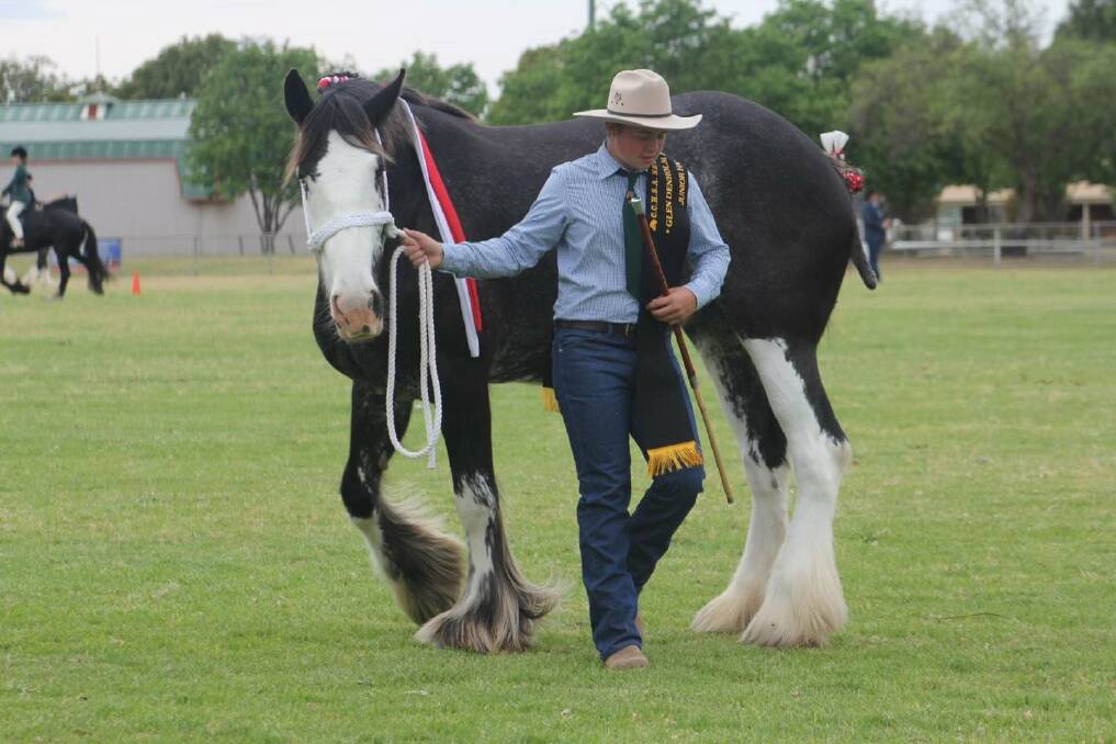 Work horse: Heavy horses will feature in led and ridden classes. Photo: CAROLYN AND VANESSA VAN DER MAST