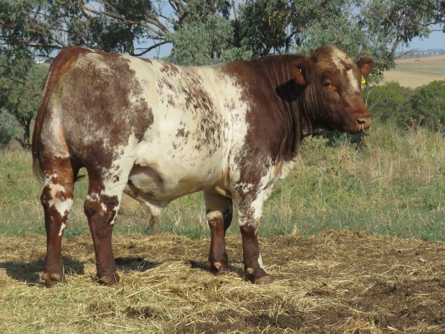 Royalla Arabanoo S390, is one of the Yeoval bulls heading to the Sydney Royal in April. Picture supplied