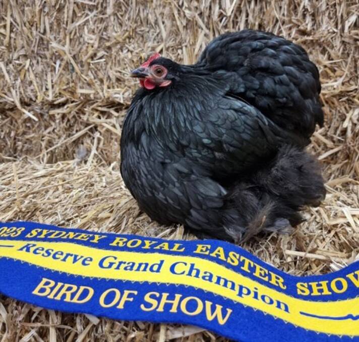 Rachel Condon's Reserve Grand Champion Bird of Show - a Pekin she raised at home in Brocklehurst. Picture supplied