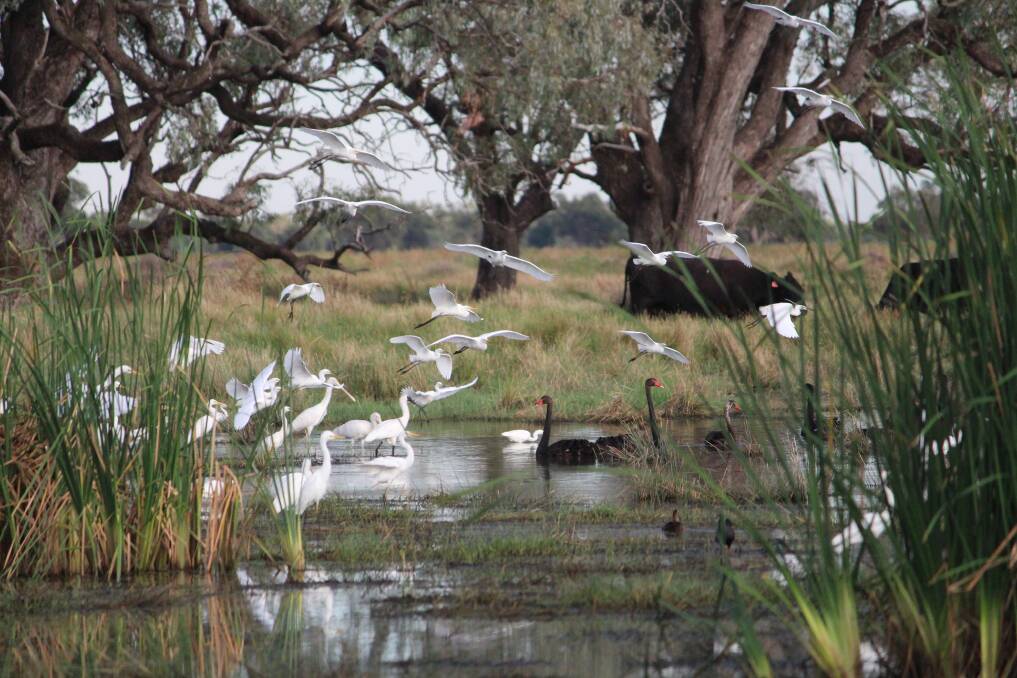 Picture gallery: The Macquarie Marshes. Pictures by Leanne Hall