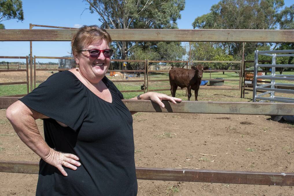 Kelly Lovell, member of the Dubbo Show Society and chief steward of the cattle section, says some different cattle breeds will offer stiff competition at this year's Dubbo Show. Picture by Belinda Soole