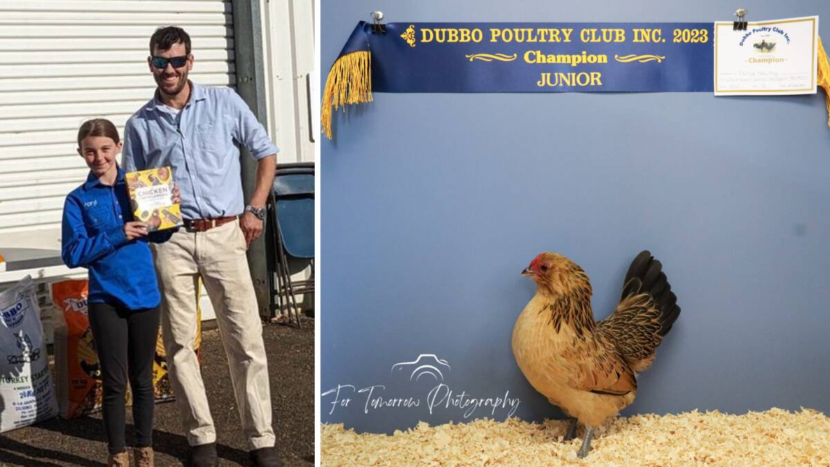Apryl Newby with her Champion Belgian Bantam at the 2023 Dubbo Poultry Club Show. Picture supplied and (right) by For Tomorrow Photography