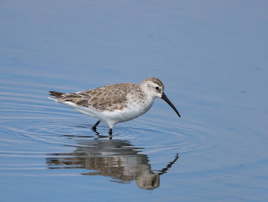 The curlew sandpiper, pictured at the Dubbo wastewater treatment plant. Picture by Rob Quinan