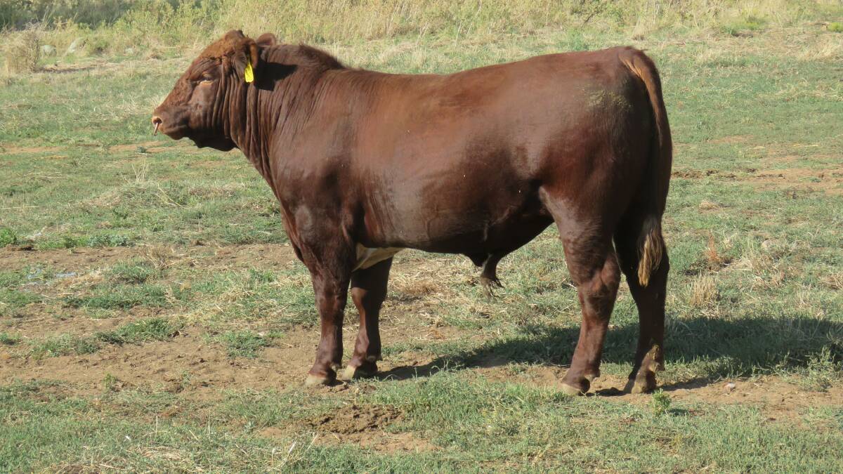 One of the Yeovall bulls, Royalla Ampere S294, heading to the Sydney Royal in April. Picture supplied