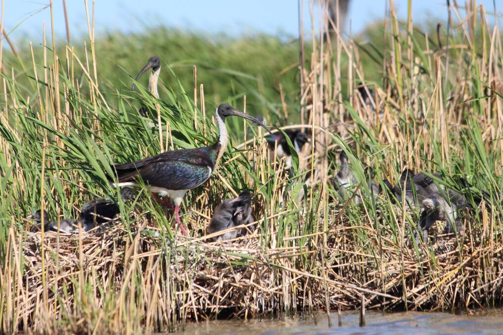 The Macquarie Marshes recently experienced its biggest mass bird breeding event in 20 years - but they used to happen more frequently. Picture by Leanne Hall