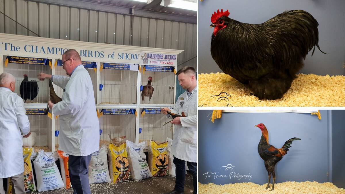 Judges deliberate at the annual Dubbo Poultry Club Show and (right) two of the award winning birds. Picture supplied (left) and by For Tomorrow Photography