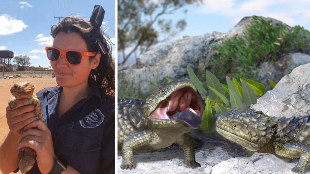 Palaeontologist Kailah Thorn holding a living Shingleback lizard, and an artist reconstruction of the mega skink. Photo by Cassia Piper/reconstruction by Katrina Kenny