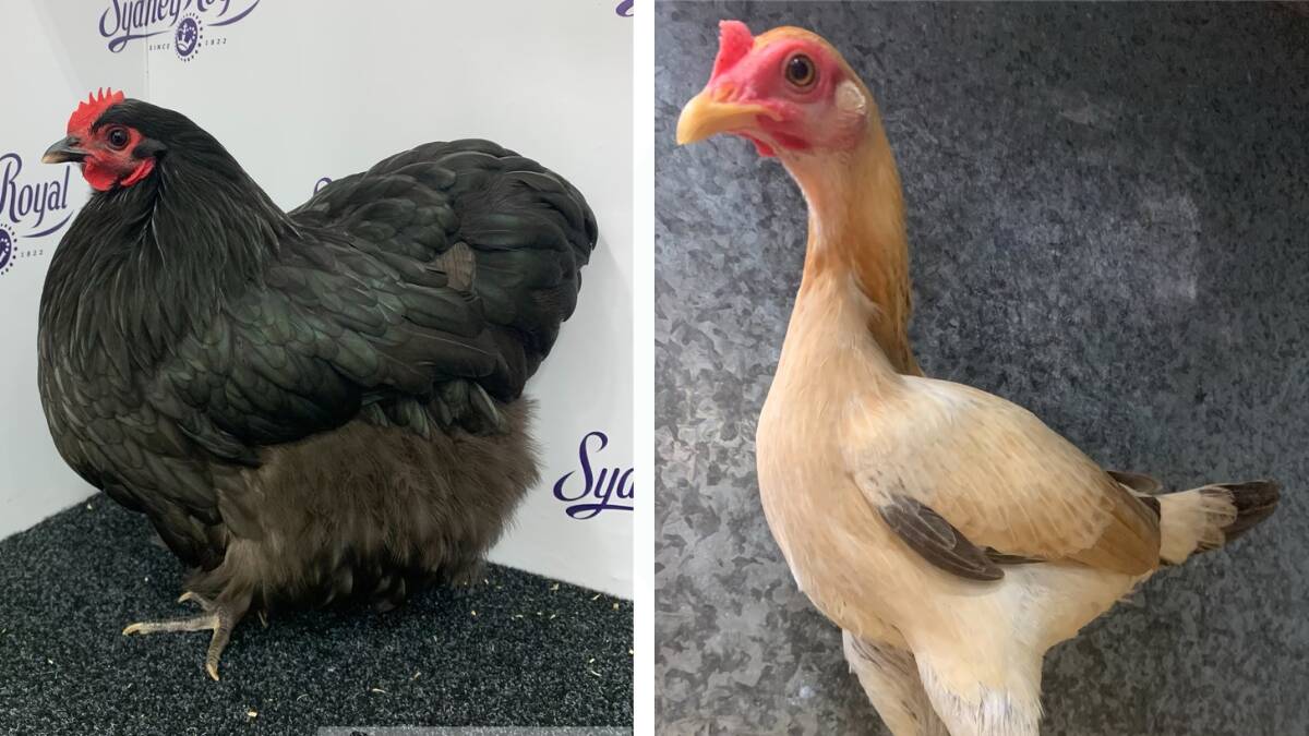 Two of Ryan Harris's champion birds at the 2024 Sydney Royal Easter Show. Pictures by Pure Poultry Photography / Melissa Bonnitcha