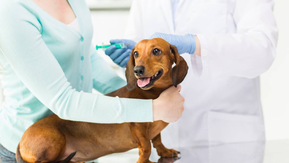 Vaccinate now: Dogs need three vaccinations as puppies, then yearly booster vaccinations to safeguard them against the potentially-deadly and highly-infectious canine parvovirus. Photo: SHUTTERSTOCK