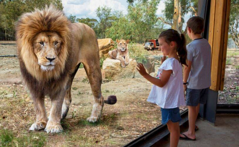 JOIN THE PRIDE: Dubbo's Western Plains Taronga Zoo ranked among Australia kids' top bucket list holiday experiences. Photo: CONTRIBUTED