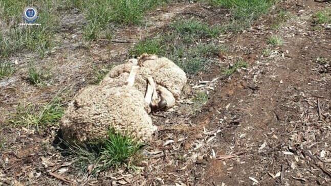 BUTCHERED: Police discovered remains of sheep near Dubbo, which they suspect where butchered elsewhere then dumped. Photo: NSW POLICE