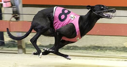 CURTAIN CALL: David Pringle has been forced to retire brilliant sprint Midnight Dare immediately. Photo: THEDOGS.COM.AU