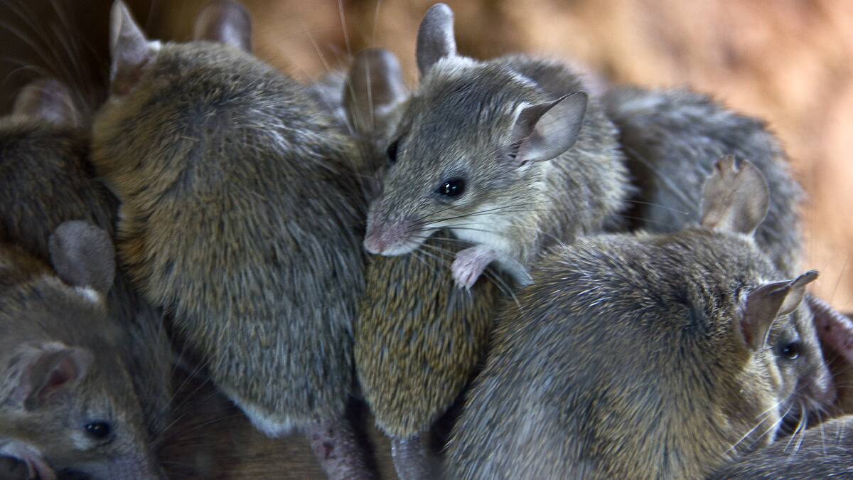 PLAGUE: Households and small businesses can claim rebates to help offset costs caused by the mouse plague. Photo: 