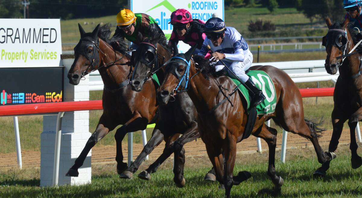 OUTSIDER: Next Level (middle) almost produces a stunning win at $151 at Orange last year, the seven-year-old returns to Towac Park in form. Photo: MATT FINDLAY