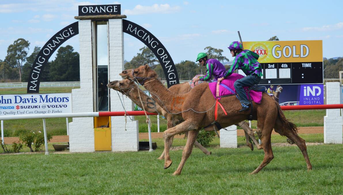 All the action from the Orange racecourse.