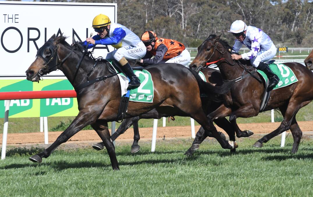WILLIAMS' WIN: We Can't Be Beaten strides out on Towac's straight during her win at the Orange track on Monday. Photo: JUDE KEOGH