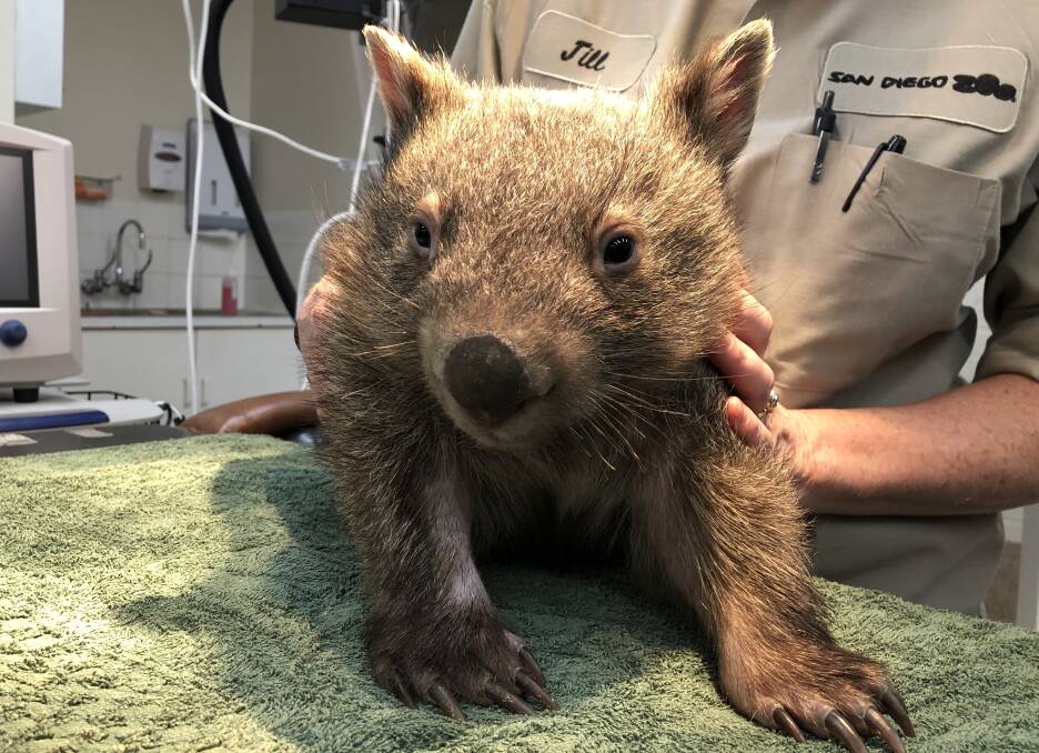 ROAD TO RECOVERY: The burnt wombat during treatment at Taronga Western Plains Zoo. Photo: SUPPLIED
