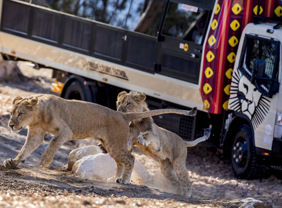 PLayful: The lions pay no mind to the patrol truck and laze about, run and play as normal. And people get a birds-eye view of it all. Photo: Ric Stevens