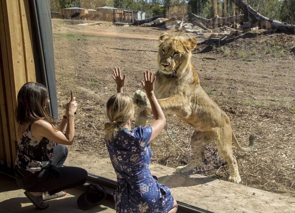 Hello there: Visitors to Taronga Western Plains Zoo can get 'hands on' with the curious pride of eight lions. Photos: Rick Stevens  