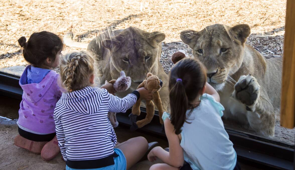 CLOSE: Children enjoy an immersive experience, getting the chance to look a lion in the eye. Photo: Rick Stevens 
