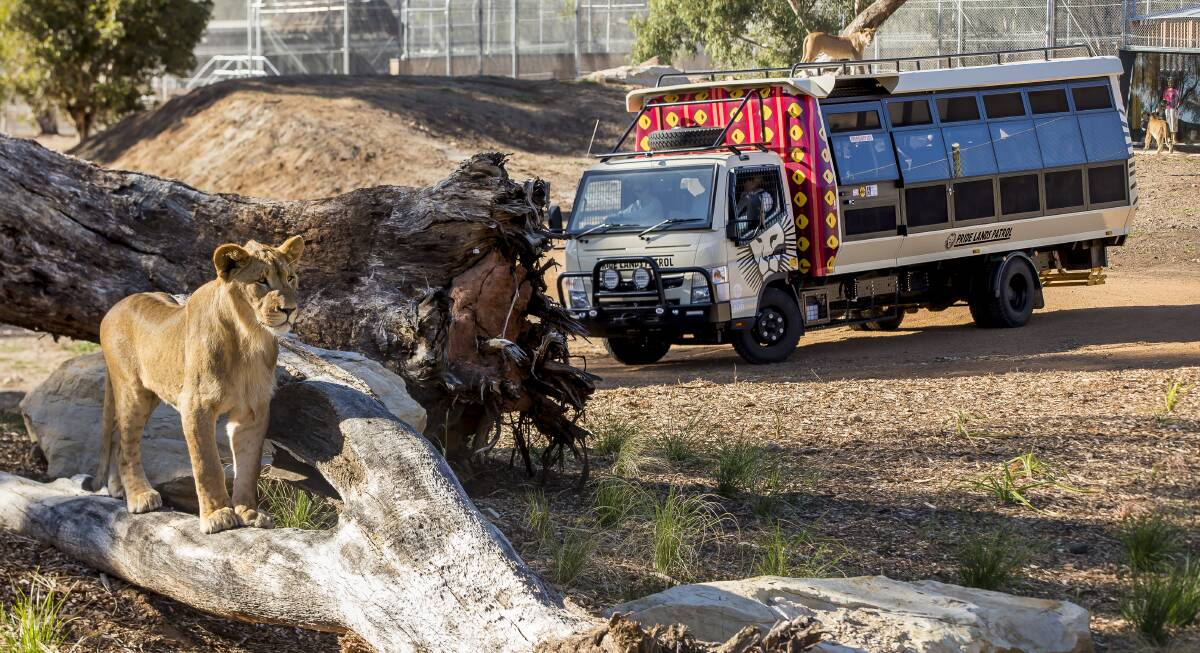 ON their turf: The purpose-built Pride Lands Patrol truck keeps zoo guests safe and secure as they get up-close-and-personal with the pride of lions. Photo: Ric Stevens