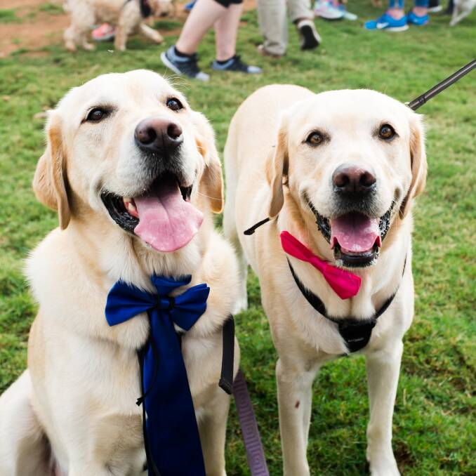 Op-paw-tunity to help: All funds raised through event activities, donations and merchandise sales from the Million Paws Walk will help animals in need. Photo: Supplied