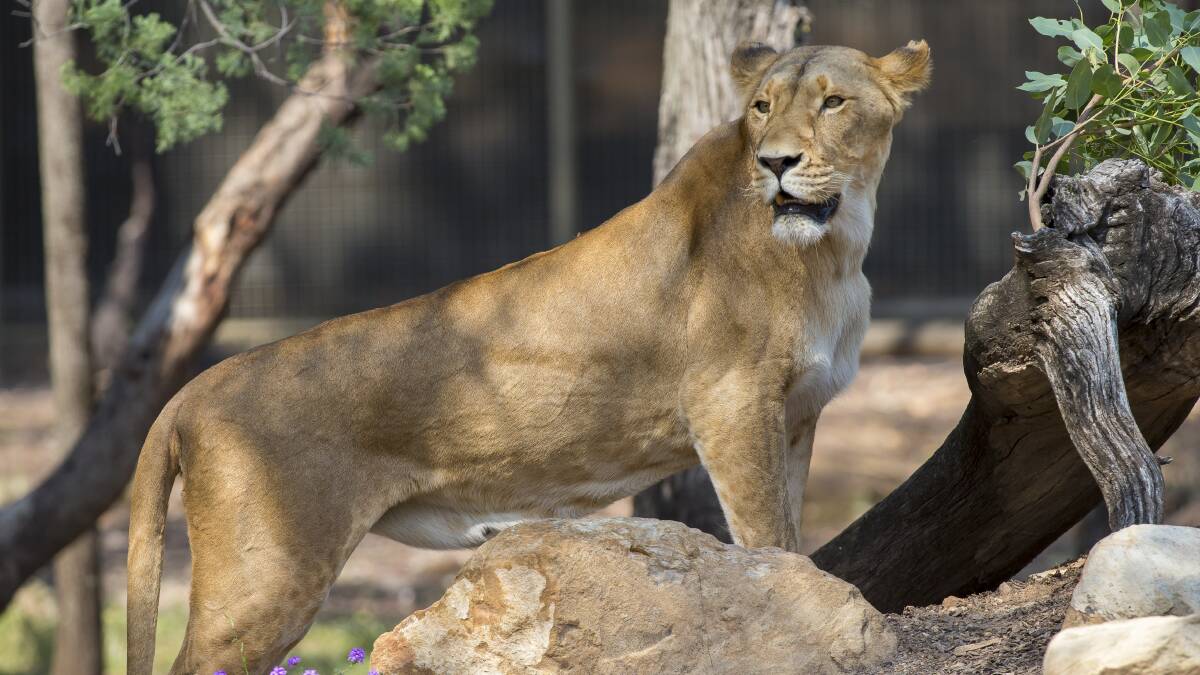 Mumma Maya: The new exhibit enables people to witness the lions' different personalities and gain a greater understanding of the animals' behaviour. 