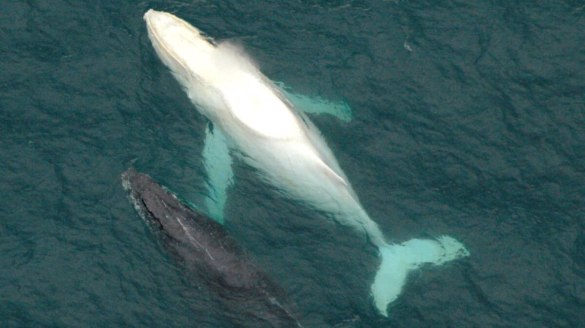 Migaloo pictured with another whale off the east coast of Australia near Coffs Harbour in June 2005. Photo: AP Photo/Sea Experience Charters, Greer Atkinson