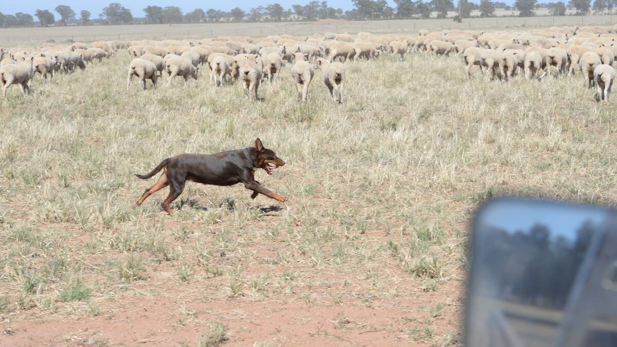 Desperate farmers dumping dogs in drought | THE BIG DRY
