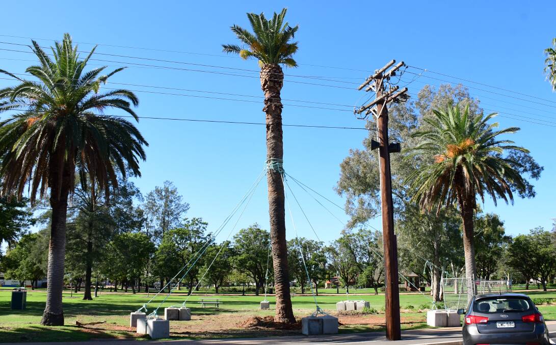 REHABILITATION PLAN: Three palm trees have been transplanted into the park to complete the avenue of trees. Photo: BELINDA SOOLE