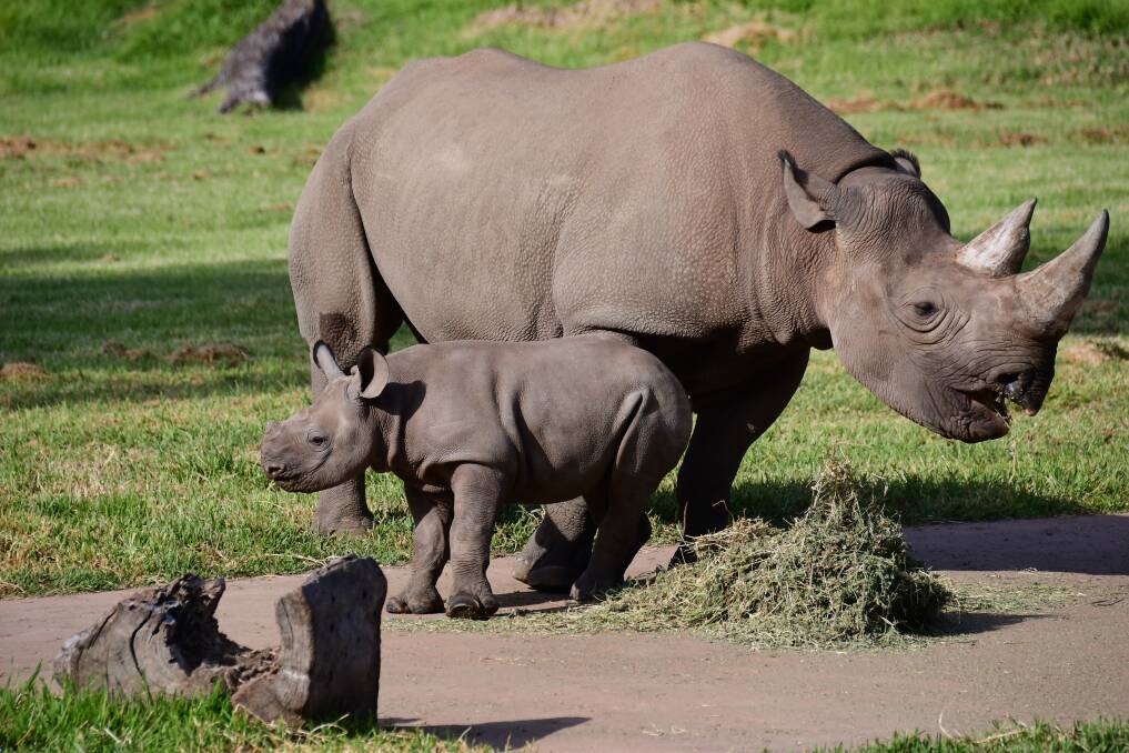 WELCOME: Black Rhino calf Sabi Star with mum Bakhita the their home at Taronga Western Plains Zoo. Photo: BELINDA SOOLE. 